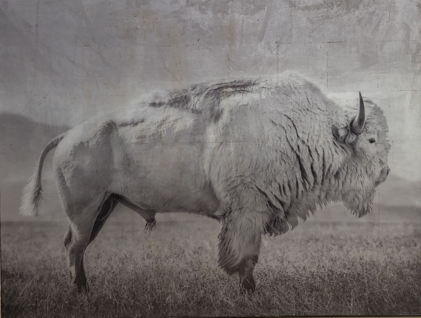 Bison: Portrait of an Icon